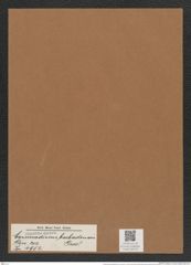 Coscinodiscus barbadensis Grev. (de-Toni-Nr.: Genus 202, Species 4952) Zeichnungen Sammlung Grunow Mappe 04773 (Herbarium_W_Grunow_drawings_Folder_04773)